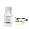 Show details for Gentamicin Solution, 10 mg/ml - 100 ml Picture of Gentamicin Solution, 10 mg/ml - 100 ml