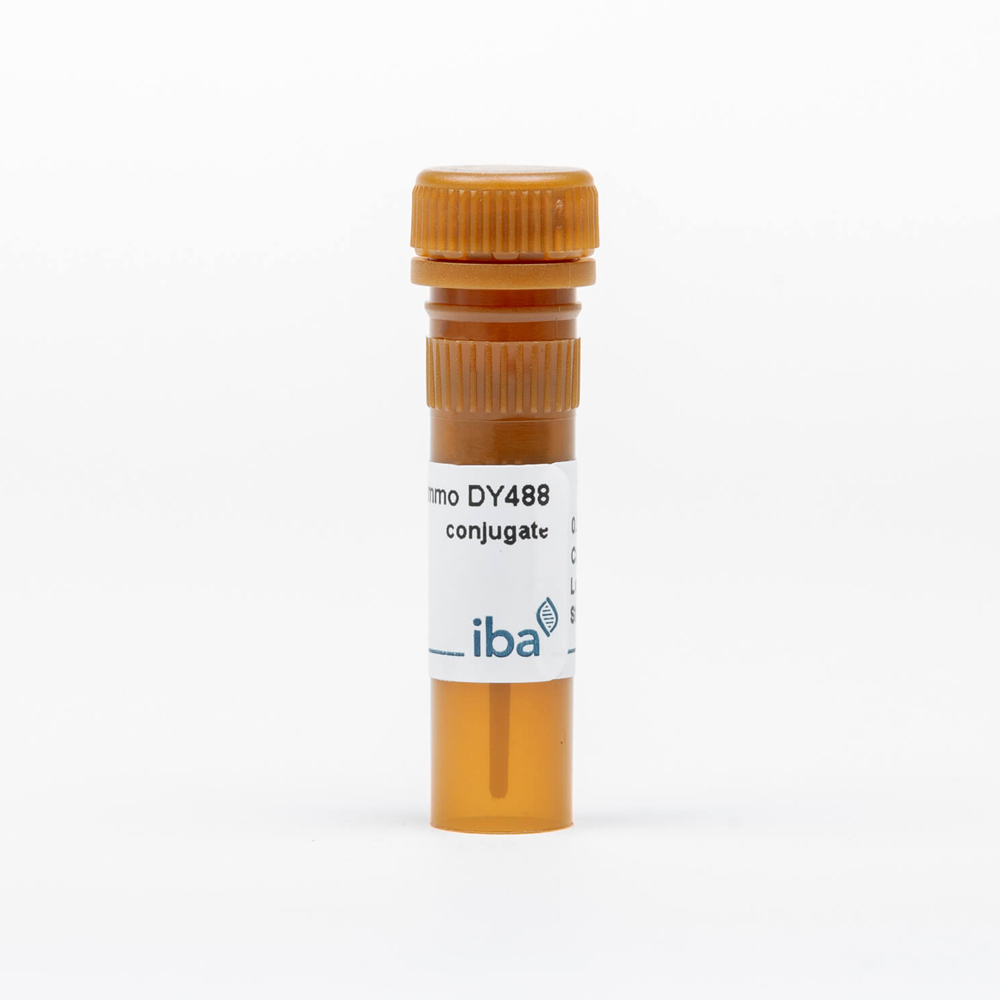 Picture of StrepMAB-Immo DY-488 conjugate (50 µg)