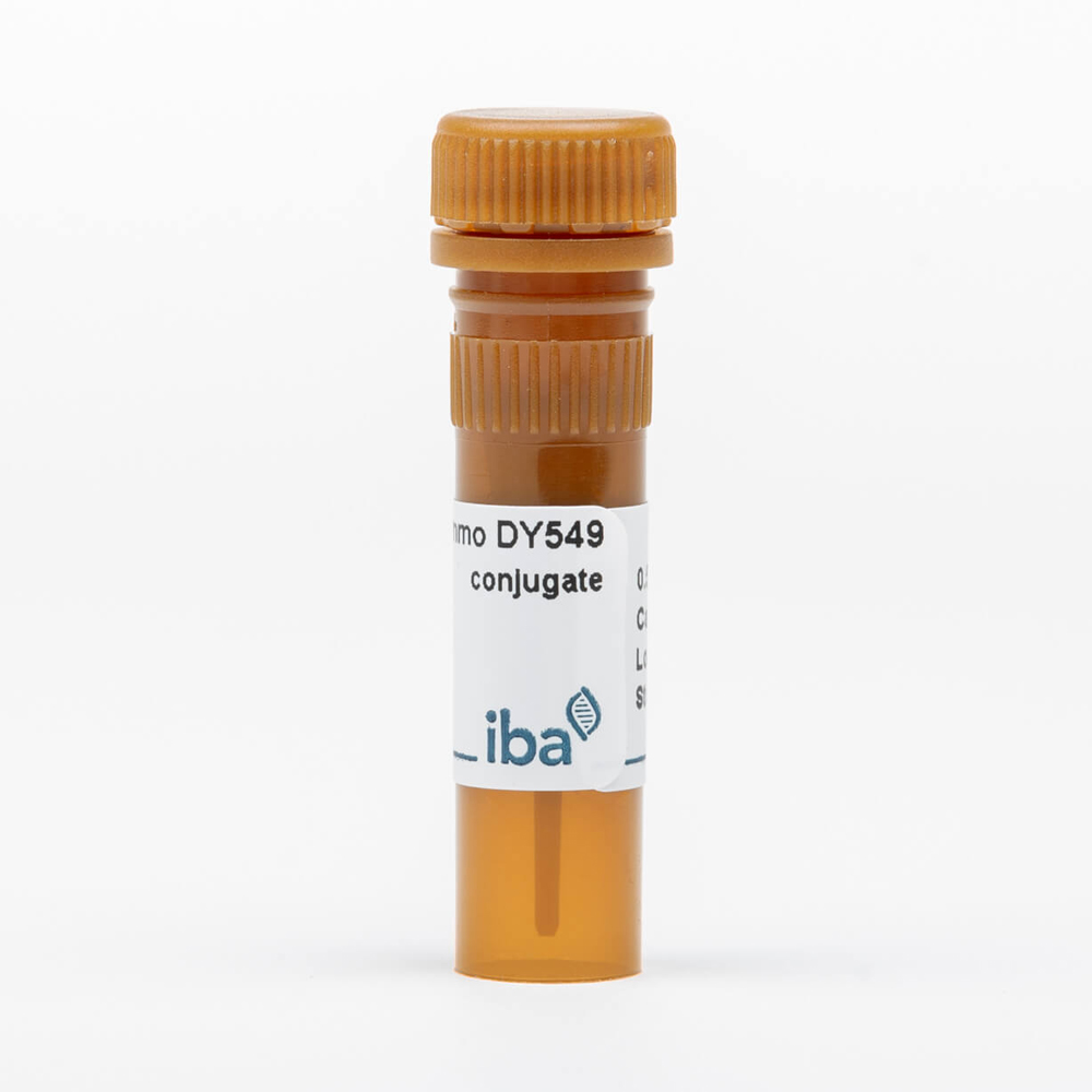 Picture of StrepMAB-Immo DY-549 conjugate (50 µg)