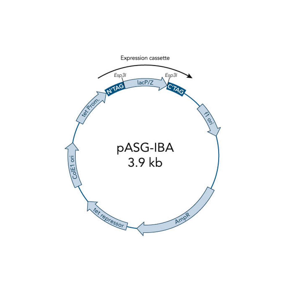 Picture of StarGate Acceptor Vector pASG-IBAwt2 (5 ug)
