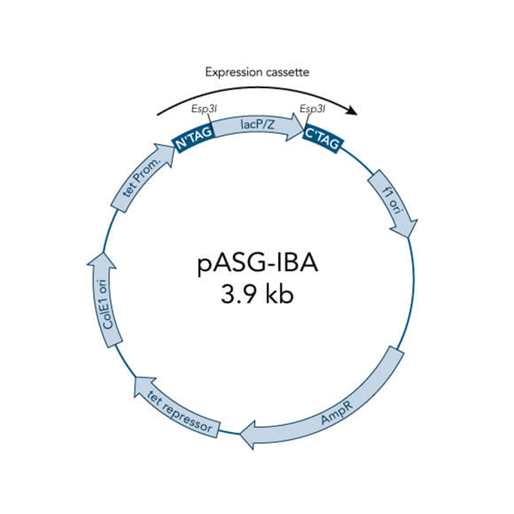 Picture of StarGate Acceptor Vector pASG-IBA4 (5 ug)
