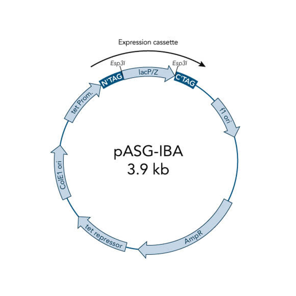 Picture of StarGate Acceptor Vector pASG-IBA45 (5 ug)