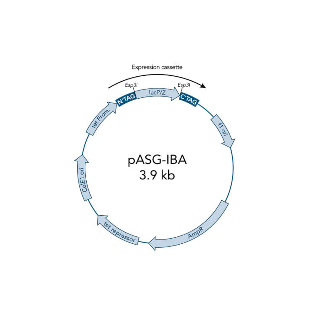 Picture of StarGate Acceptor Vector pASG-IBA145 (5 ug)