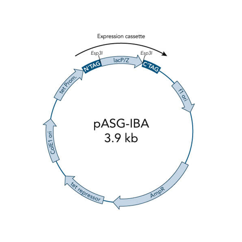 Picture of StarGate Acceptor Vector pASG-IBA162 (5 ug)