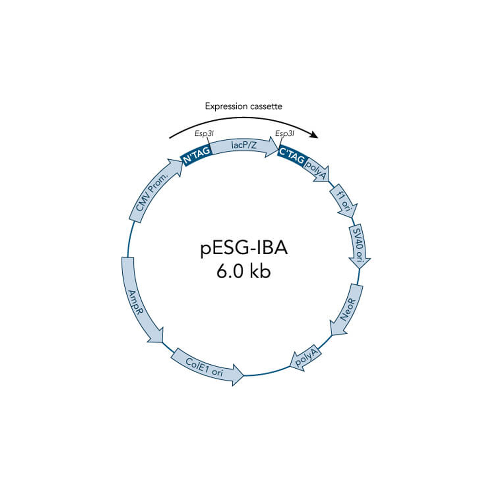 Picture of StarGate Acceptor Vector pESG-IBA3 (5 ug)