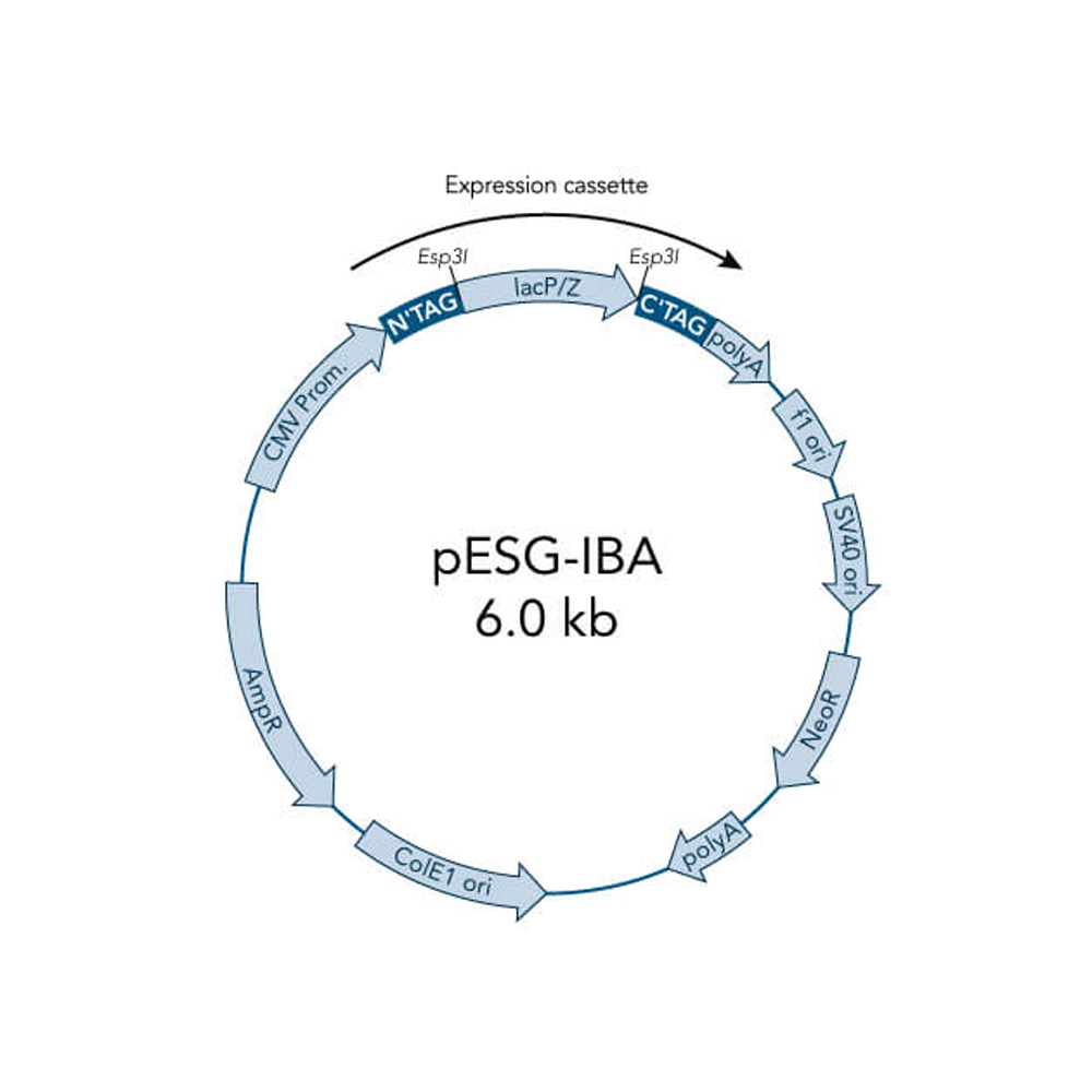 Picture of StarGate Acceptor Vector pESG-IBA103 (5 ug)