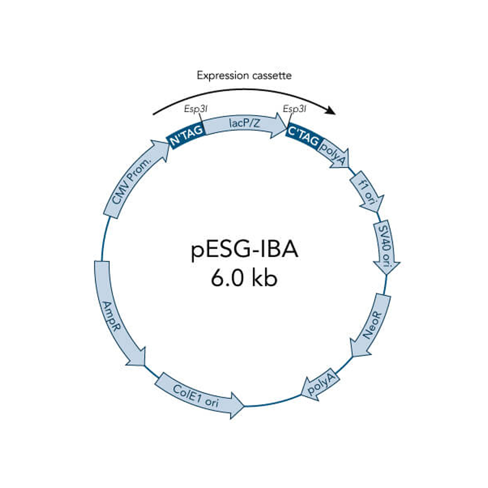 Picture of StarGate Acceptor Vector pESG-IBA104 (5 ug)
