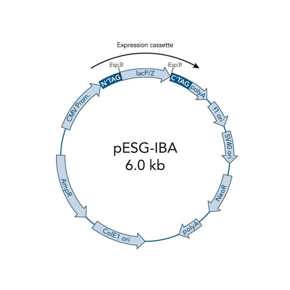 Picture of StarGate Acceptor Vector pESG-IBA144 (5 ug)