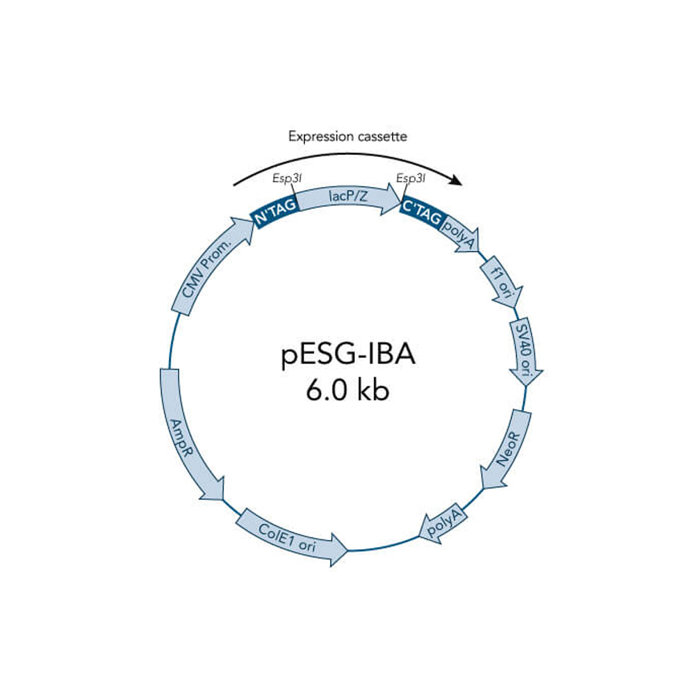 Picture of StarGate Acceptor Vector pESG-IBA145 (5 ug)
