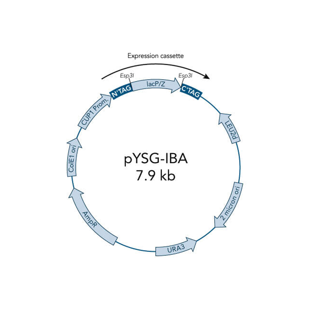 Picture of StarGate Acceptor Vector pYSG-IBA3 (5 ug)