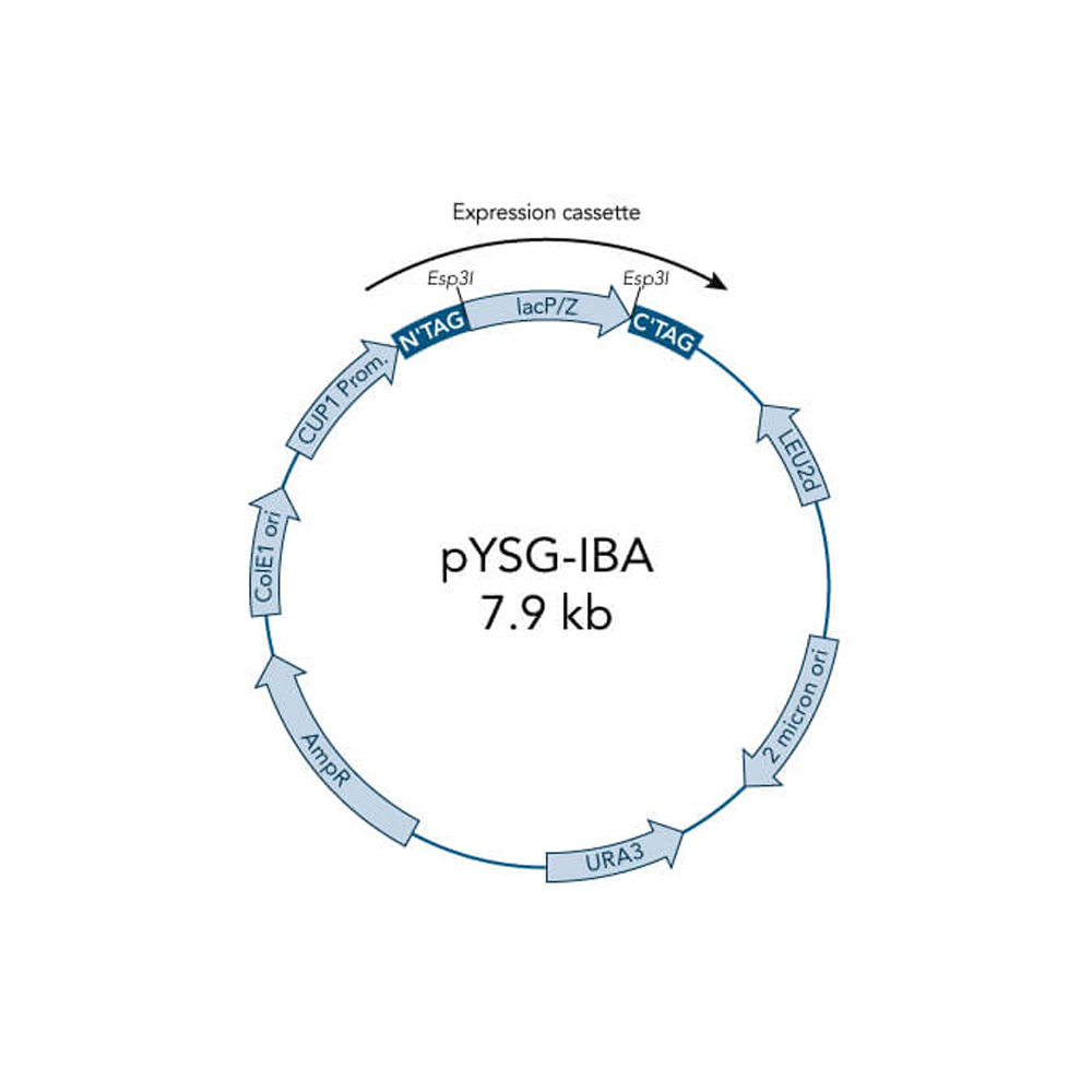 Picture of StarGate Acceptor Vector pYSG-IBA23 (5 ug)