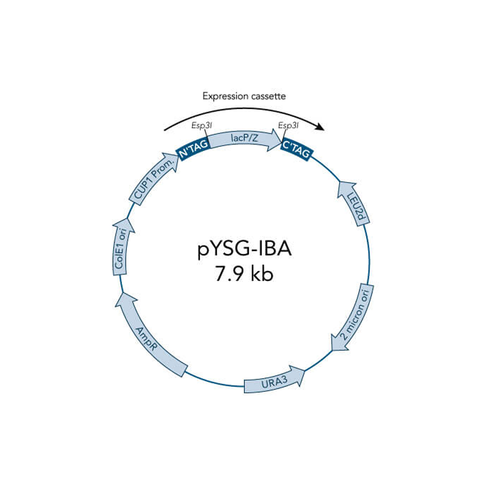 Picture of StarGate Acceptor Vector pYSG-IBA43 (5 ug)