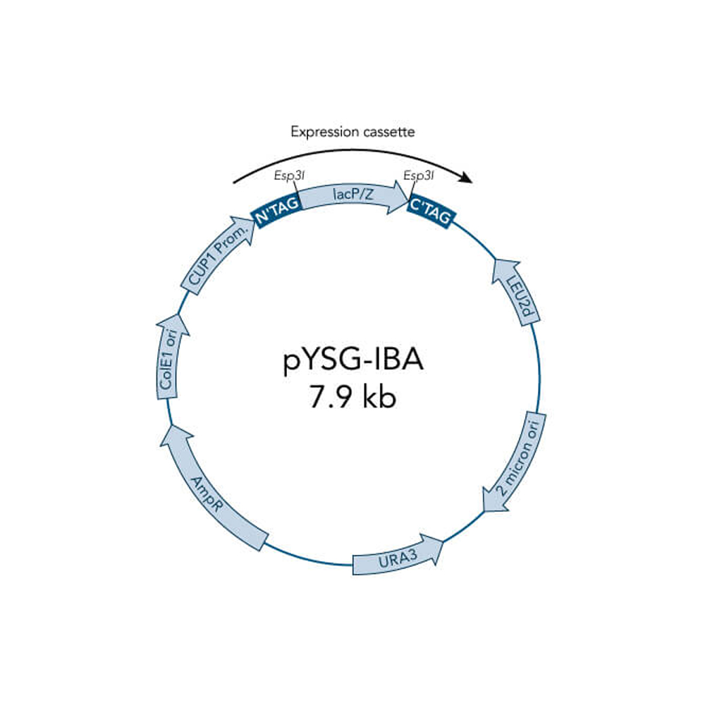 Picture of StarGate Acceptor Vector pYSG-IBA62 (5 ug)