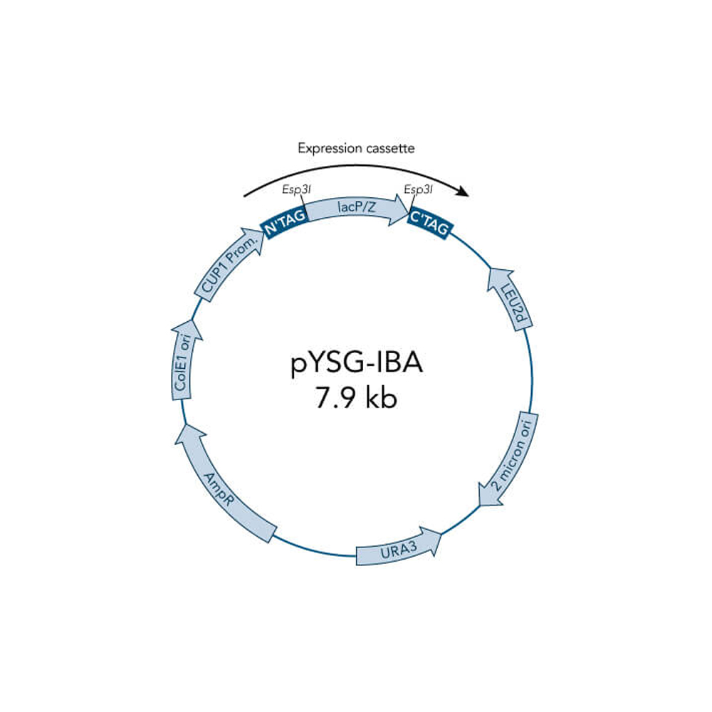 Picture of StarGate Acceptor Vector pYSG-IBA103 (5 ug)