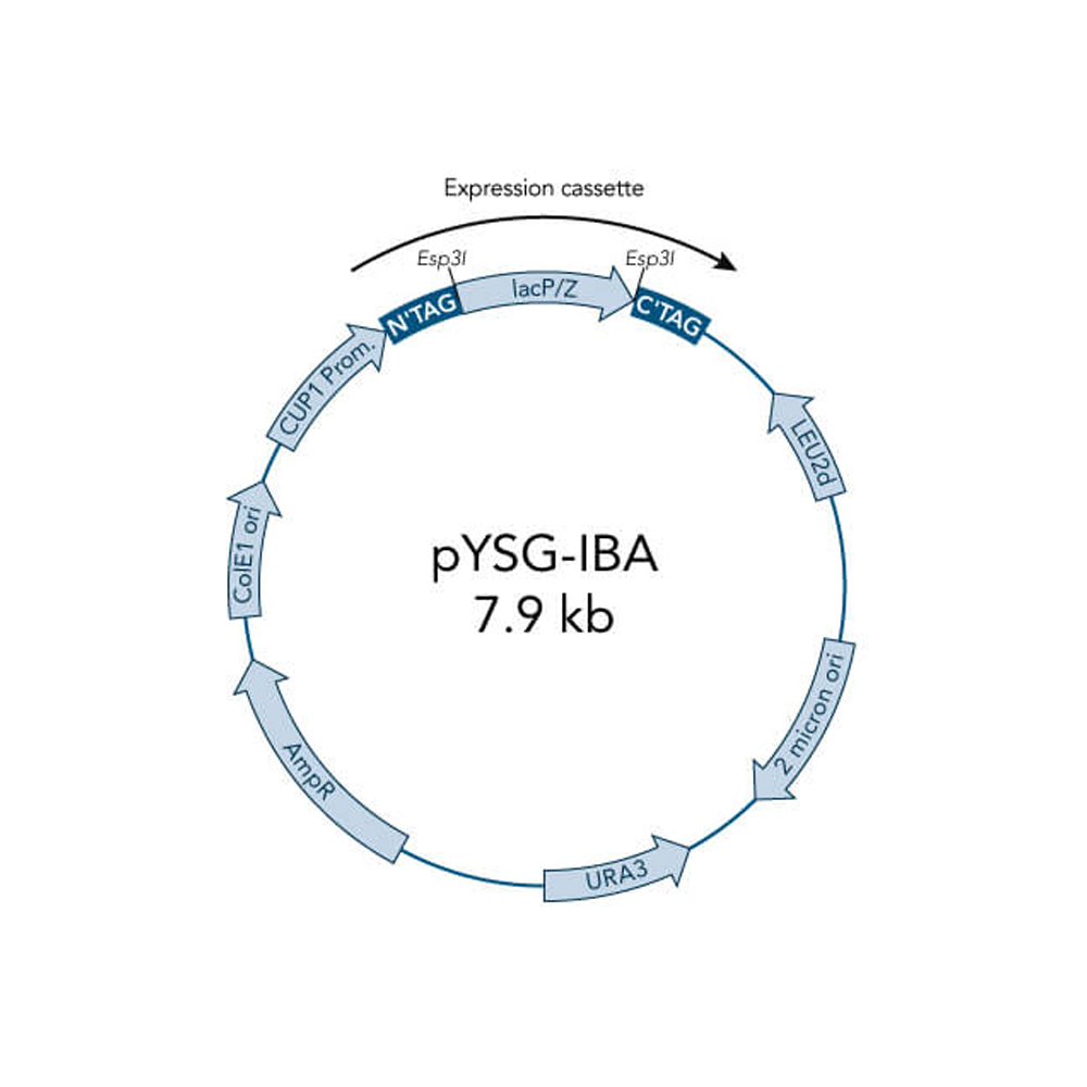 Picture of StarGate Acceptor Vector pYSG-IBA105 (5 ug)