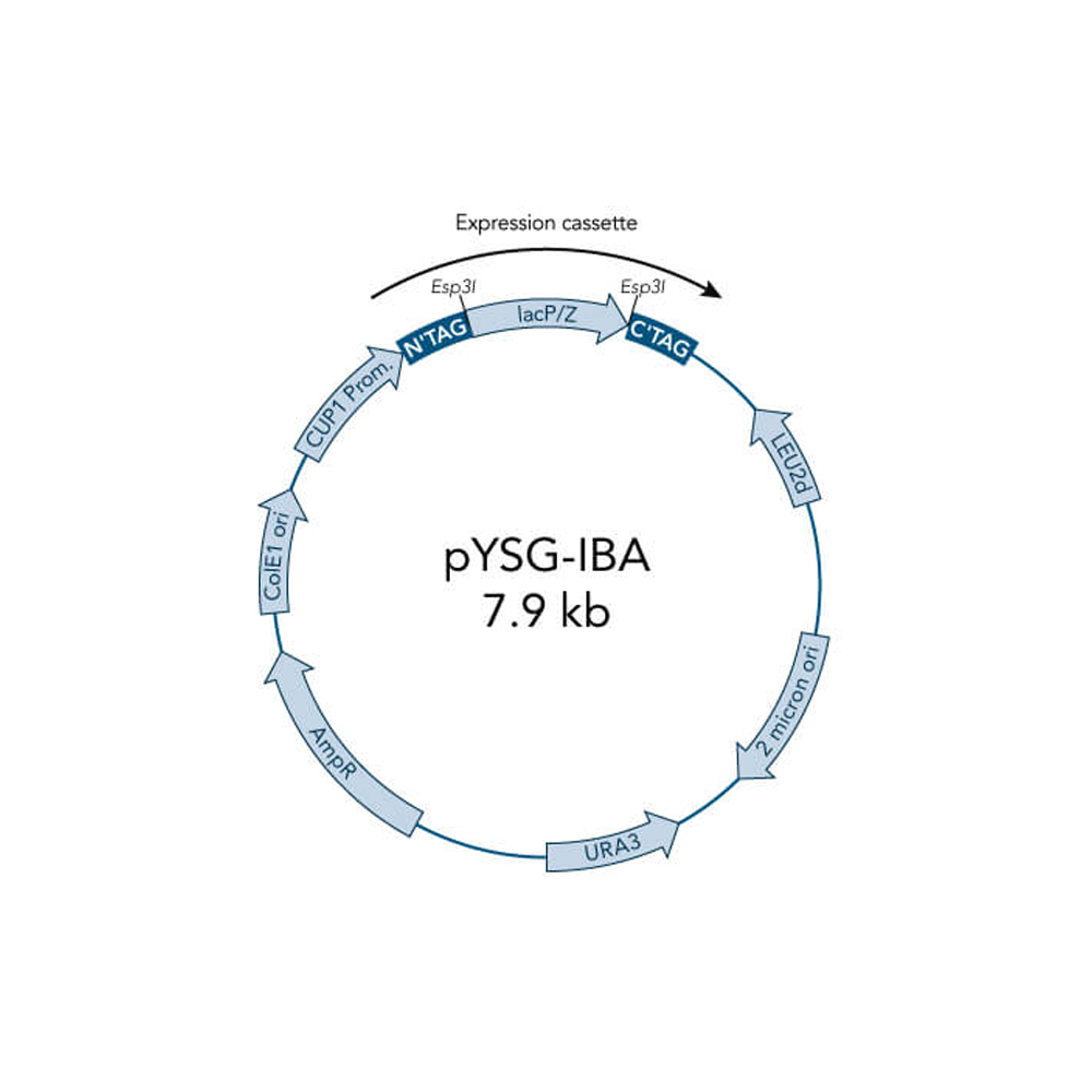 Picture of StarGate Acceptor Vector pYSG-IBA123 (5 ug)