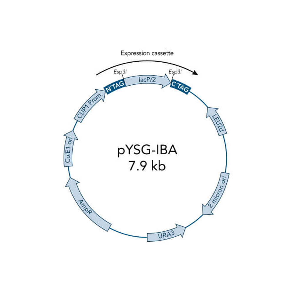 Picture of StarGate Acceptor Vector pYSG-IBA162 (5 ug)