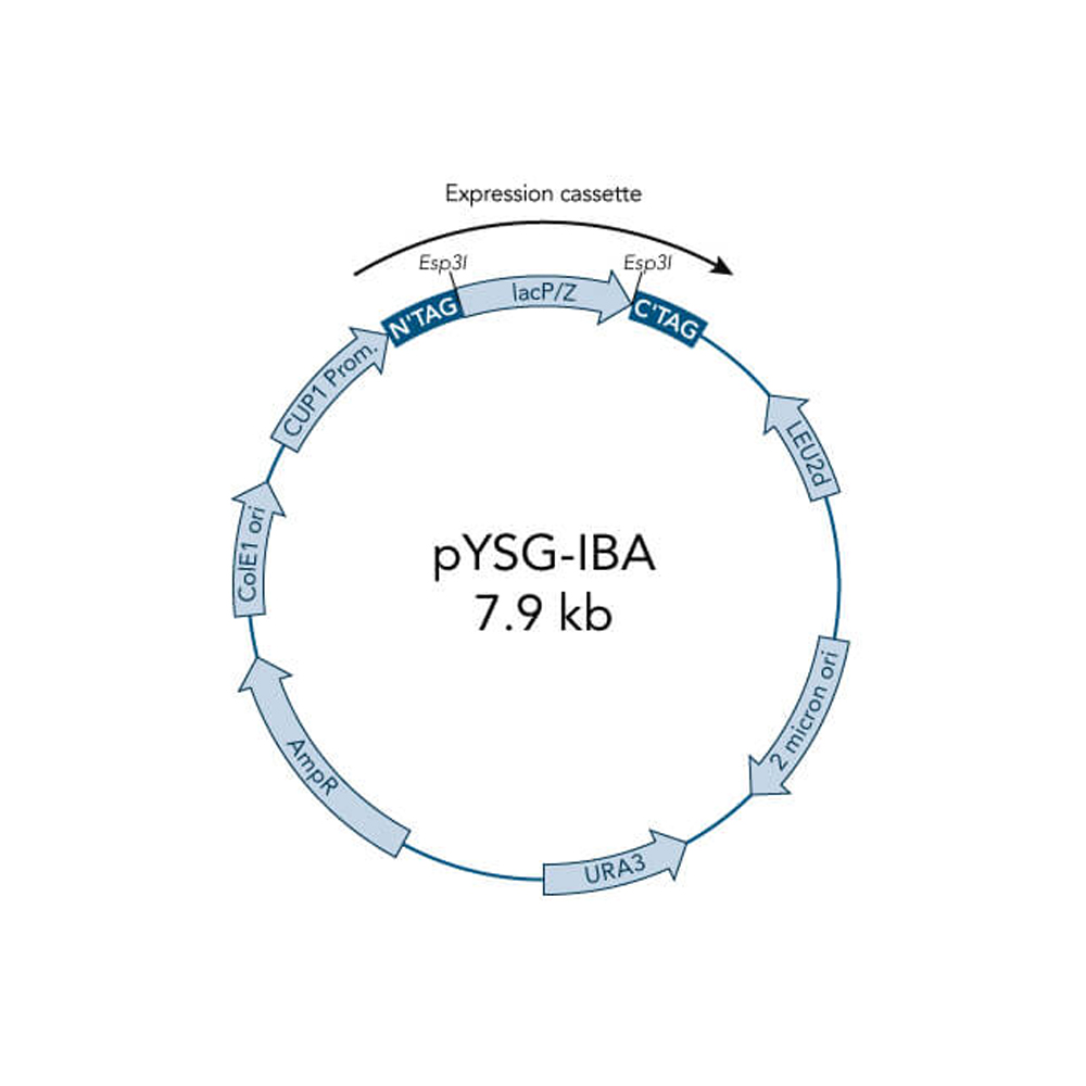 Picture of StarGate Acceptor Vector pYSG-IBA164 (5 ug)