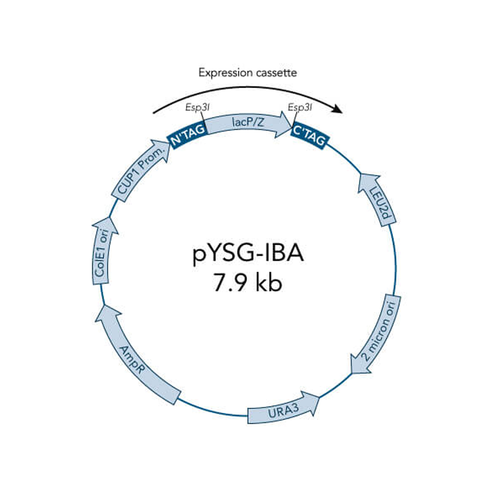 Picture of StarGate Acceptor Vector pYSG-IBA167 (5 ug)