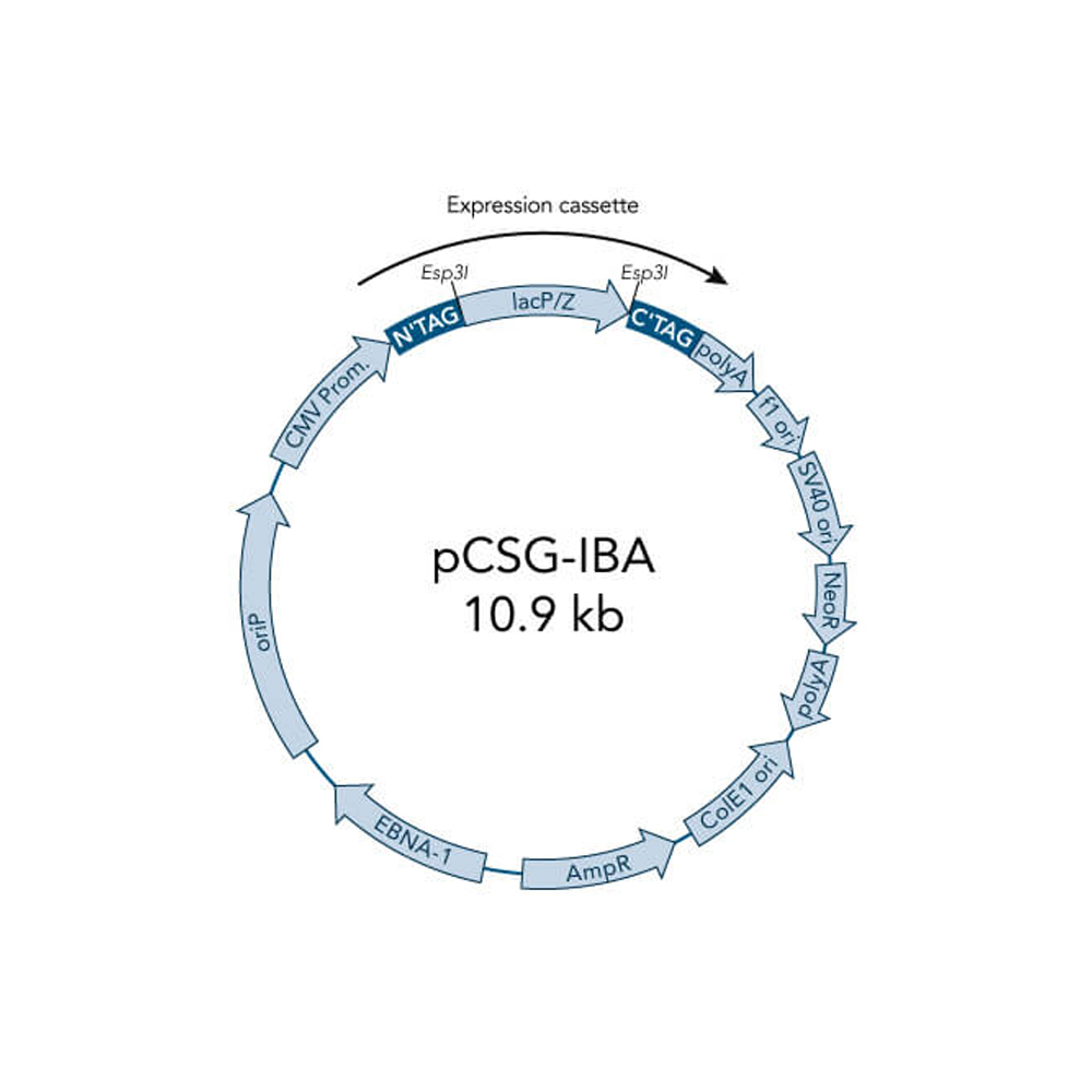 Picture of StarGate Acceptor Vector pCSG-IBA3 (5 ug)