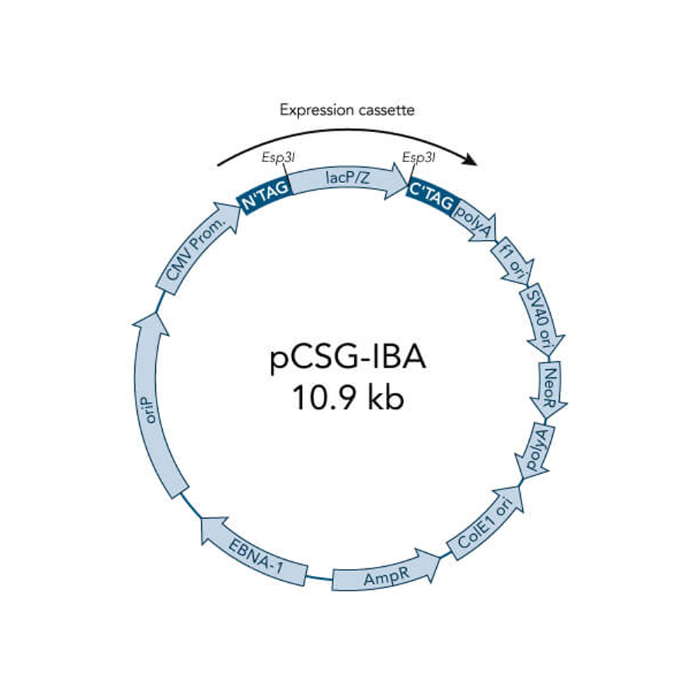 Picture of StarGate Acceptor Vector pCSG-IBA102 (5 ug)
