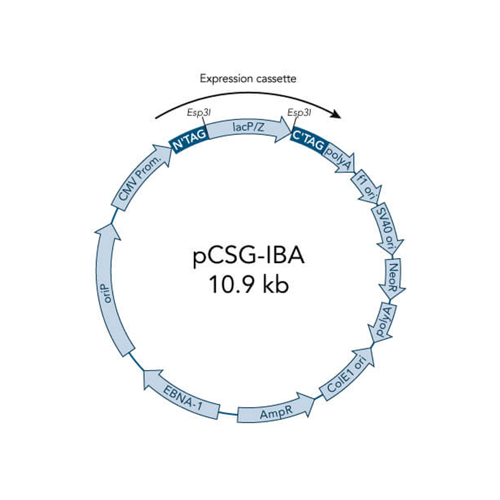 Picture of StarGate Acceptor Vector pCSG-IBA105 (5 ug)