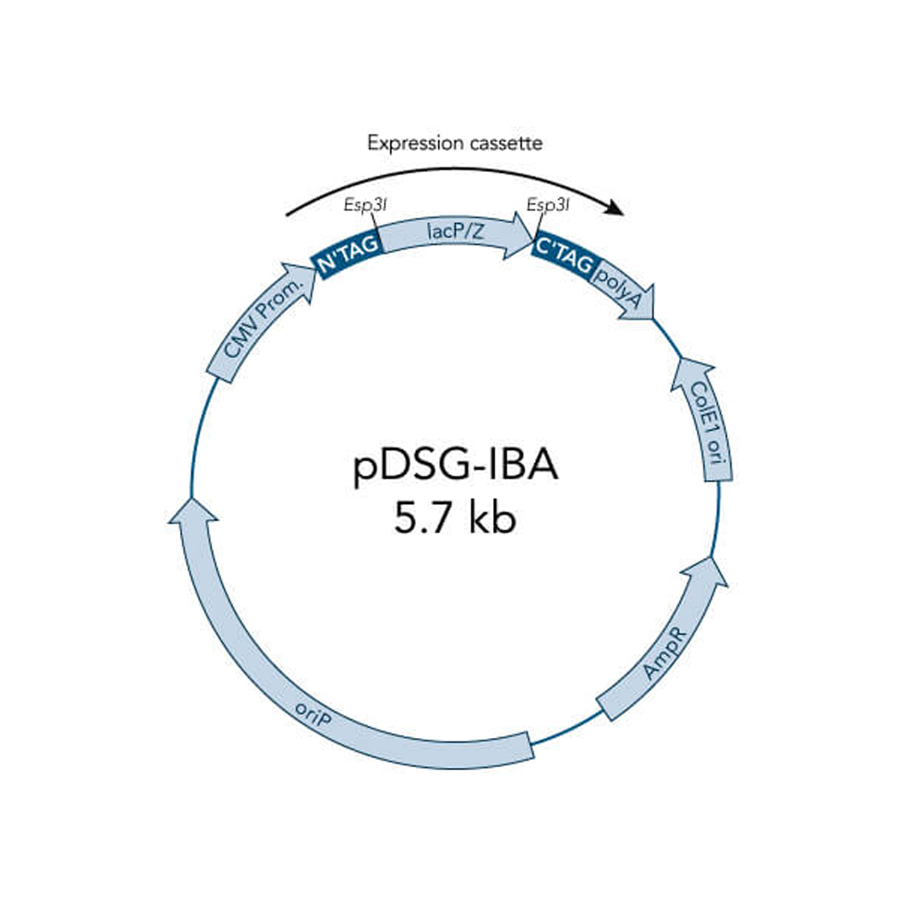 Picture of StarGate Acceptor Vector pDSG-IBA43 (5 ug)