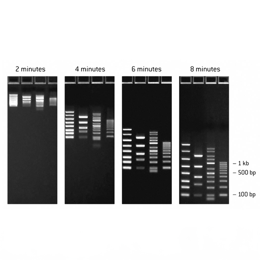 Picture of FlashGel DNA Marker 100bp - 4kb, 500ul (50 applications)
