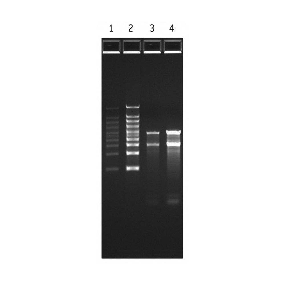 Picture of FlashGel RNA marker 0.5kb-9kb, 50ug (1ug/ml)