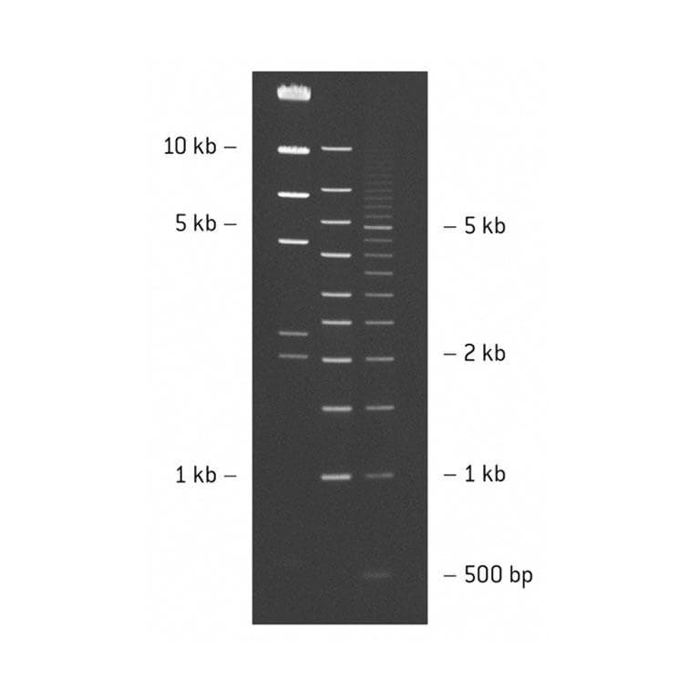Picture of SeaKem LE Agarose 100g