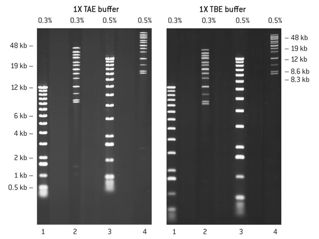 Picture of SeaKem Gold Agarose 125g