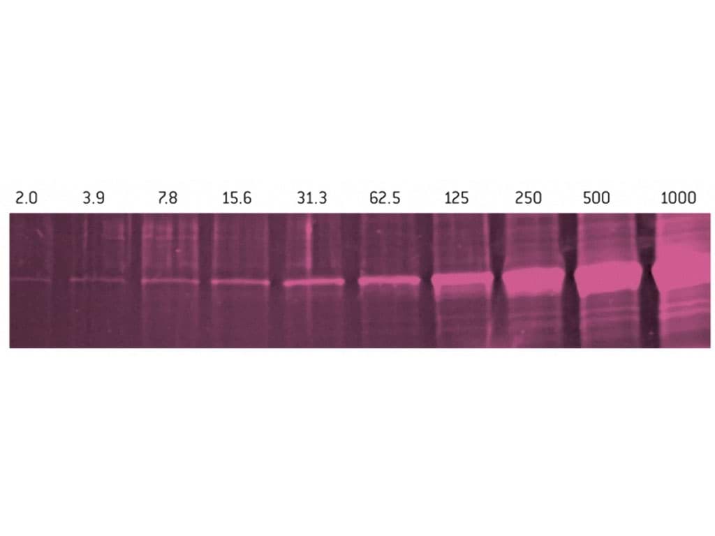 Picture of SYPRO Ruby Protein Gel Stain, 200 ml  1each