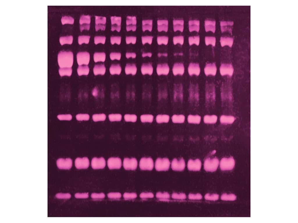 Picture of SYPRO Ruby Protein Blot Stain, 200 ml  1each