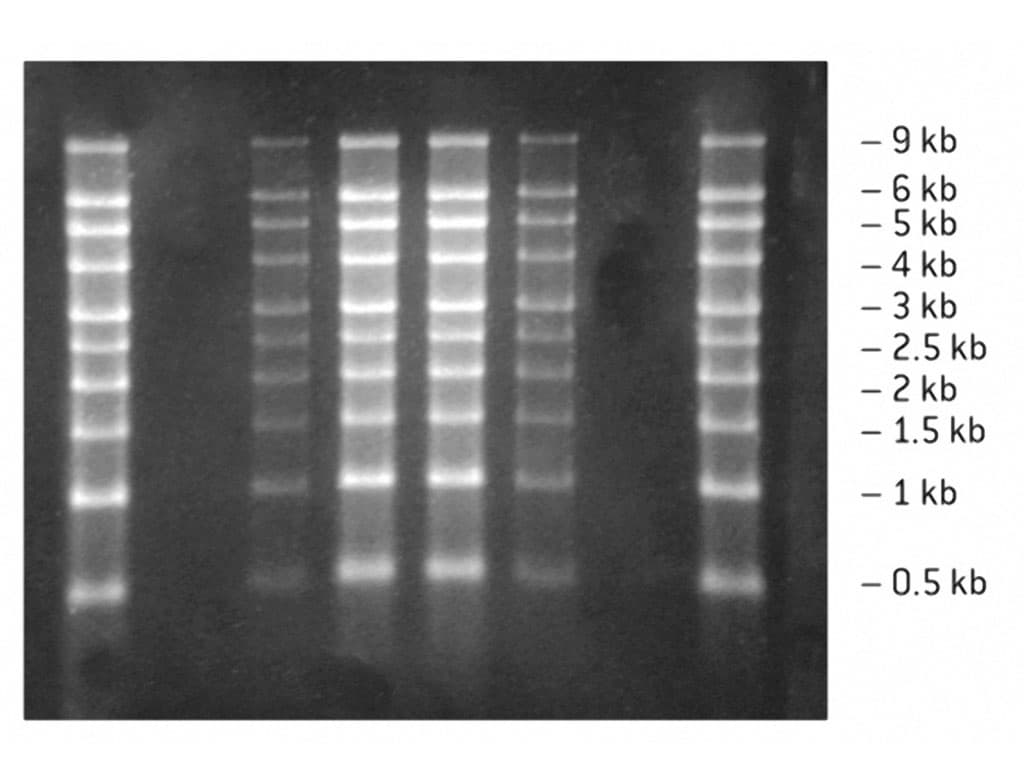 Picture of Reliant RNA Gel System 1.25% Gold MOPS 20gels