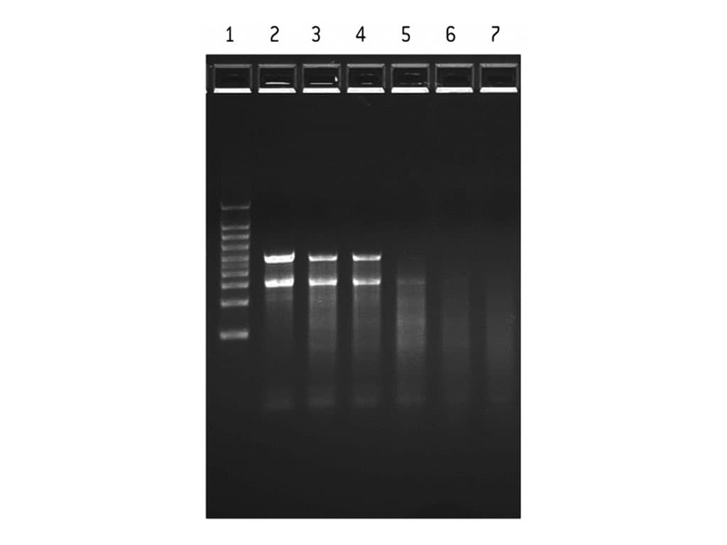 Picture of Flashgel RNA starter kit