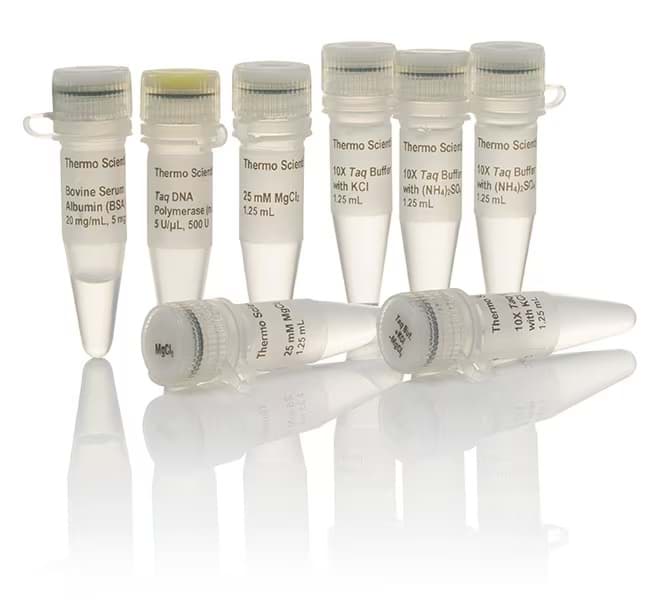 Picture of Taq DNA Polymerase (native, with BSA) - 500 U