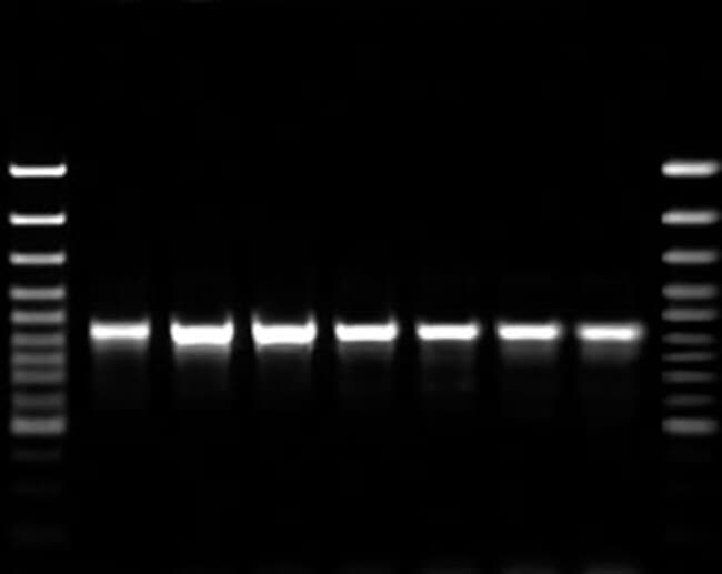 Picture of Luminaris HiGreen Fluorescein qPCR Master Mix - 5,000 x 20 µL rxns